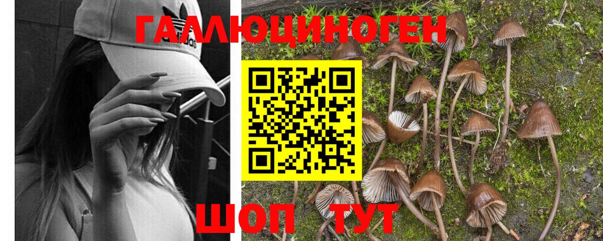 Городец  магазин продажи наркотиков  Вход с VPN  Галлюциногенные грибы мицелий 